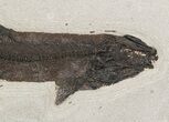 Rare, Notogoneus Fossil Fish Wall Mount - (Special Price) #51339-3
